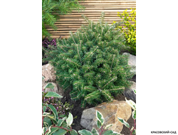 Пихта корейская Тундра - фото в ландшафте - красовский-сад.рф