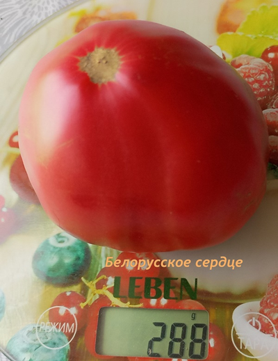 Томат Белорусское сердце