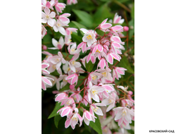 Дейция гибридная Юки Черри Блоссом фото цветов крупным планом красовский-сад.рф