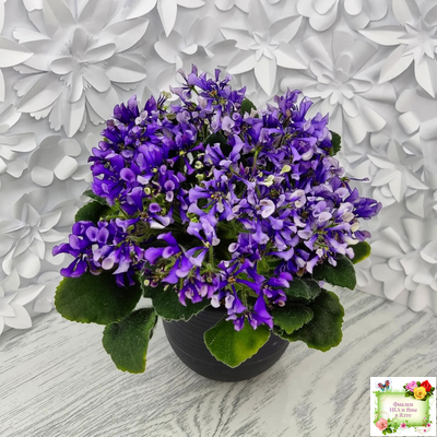 СК-Вьюнок (А.Кузнецов) (2 листа посажены в 1 стак. 24.01.26)