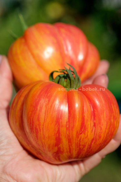 Томат Грибное Лукошко Полосатое, 10 шт