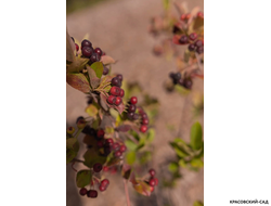 Арония черноплодная - Arónia melanocárpa