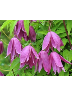 Княжик Constance (Констанс), контейнер р9, 4л