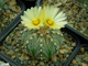 Astrophytum AS SUPER TOKUSHIRO orange fl (1043) - 10 семян