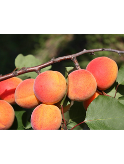 Абрикос Кишиневский ЗКС