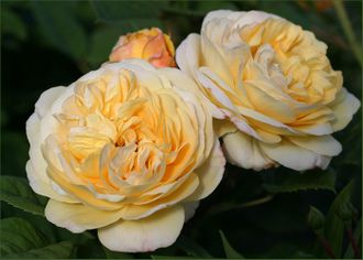 Велл бинг  (Well Being)   шраб. Harkness