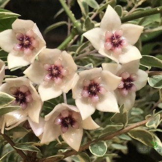 Hoya gildingii