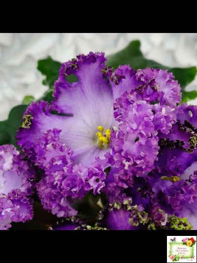 АВ-Пенная Вечеринка (Фиалковод) 2021 г.