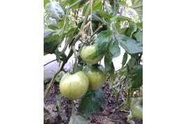 Тундра в ОГ, 28 июля