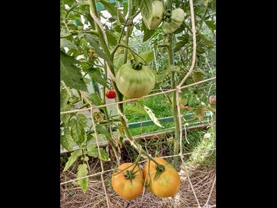 Томат Полосатые конфеты Уолтера (Walter’s Candy Stripes)