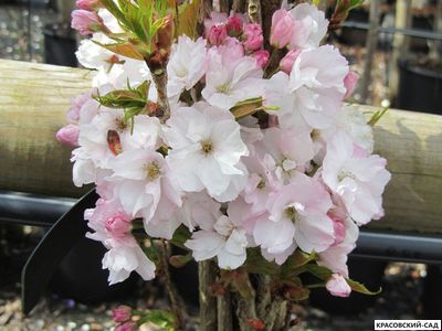 Вишня Аманогава - Amanogawa