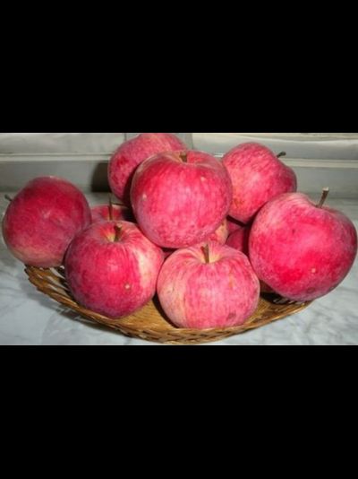 Мелба (яблоня), 3года, ЗКС