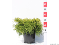 Можжевельник средний Олд Голд - Old Gold