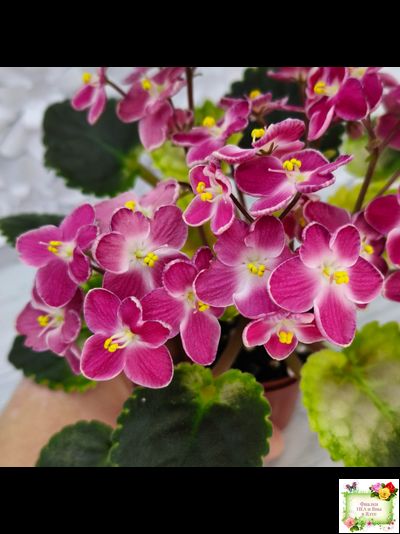 Mac&#039;s Scorching Sun (G. McDonald) (лист посажен 29.10.25)