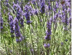 Лаванда (Lavandula angustifolia), Иран (5 мл) - 100% натуральное эфирное масло