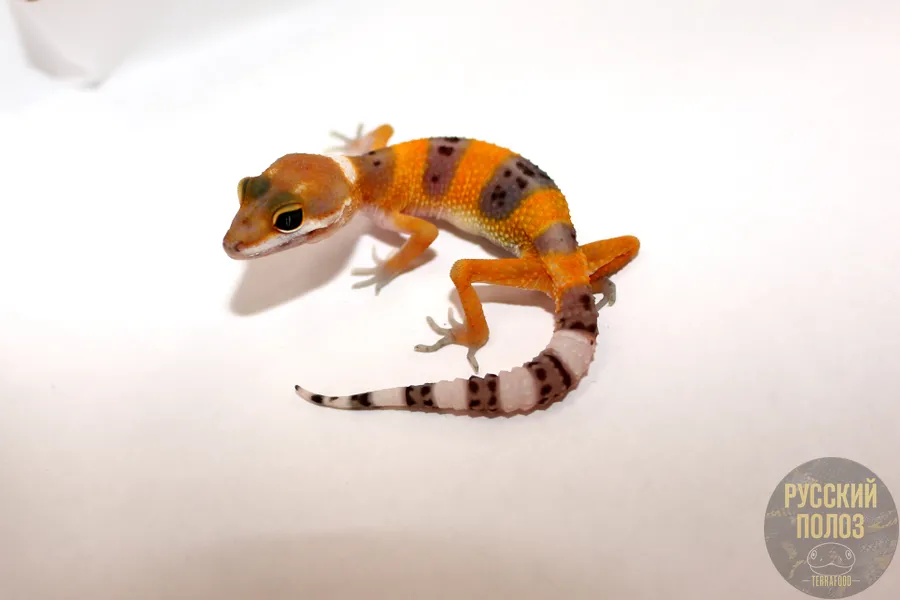 Пятнистый леопардовый эублефар, Eublepharis macularius