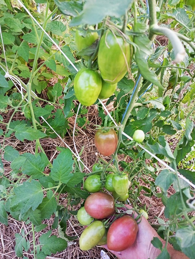 Томат Роксана