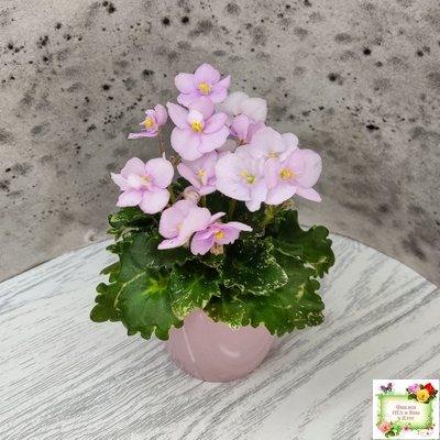 Morgan's Ivy League (C.Eros) (пестролистный гёрл)