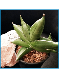 Sansevieria ‘Almond Jade’