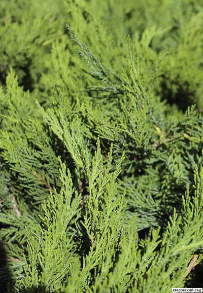 Можжевельник средний Минт Джулеп купить с доставкой в Москве в питомнике красовский-сад.рф