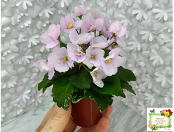 Morgan's Ivy League (C.Eros) (детка)