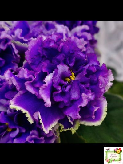 РМ-Синий Бриллиант (Н. Скорнякова) 2023 г.