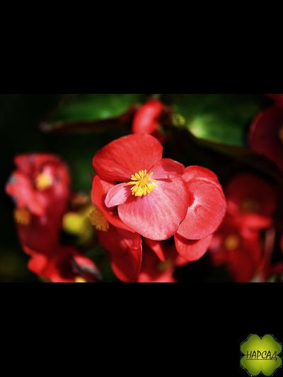 РАССАДА БЕГОНИИ ВЕЧНОЦВЕТУЩЕЙ (ЗАСУХОУСТОЙЧИВА) 10 ШТ