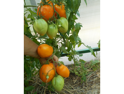 Томат Калькутта, (Calkutta) США