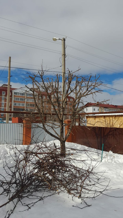 Обрезка плодовых деревьев