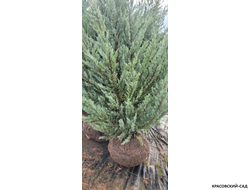 Можжевельник Мунглоу - Moonglow