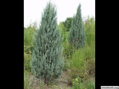 Можжевельник Пэтфиндер - Pathfinder