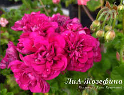 Пеларгония Жозефина фото