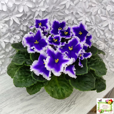 Dn-New Star (Д. Денисенко) 2019 г.