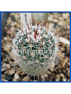 Echinofossulocactus erectocentrus