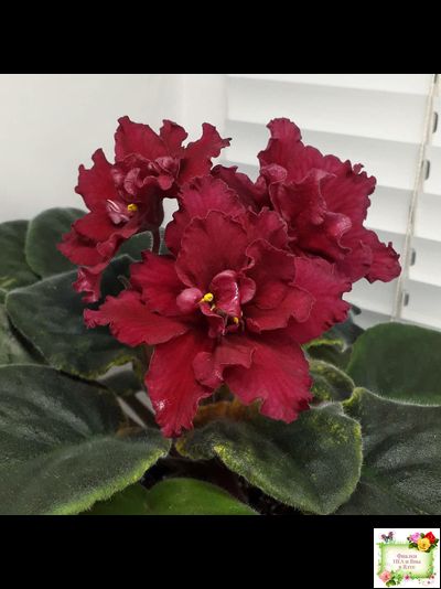 ЕК-Жара (Е. Коршунова) 2018 г.