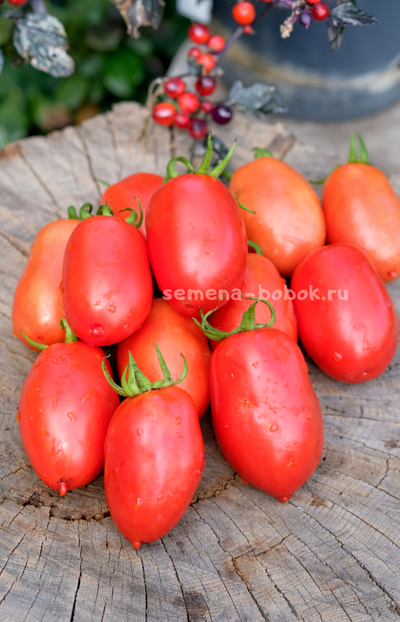 Томат Incas (Инки), 10 шт