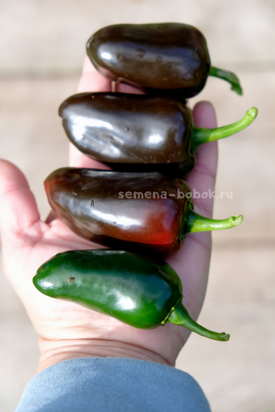 Перец острый Jalapeño Блэк Маррокан, (10 шт)