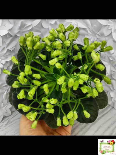 Emerald Bell (О.Барышева) 2016