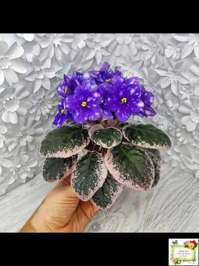 Rivermist Galaxy (J.Baker) (10973) 04/13/2018