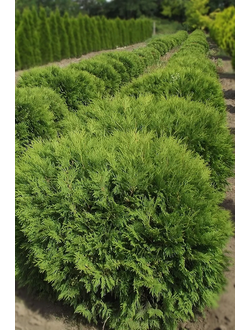 Туя западная Little Champion