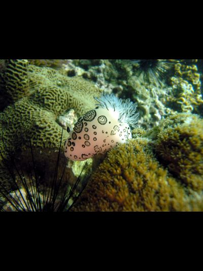 Купить греющую картину с фото морская рыбка 6