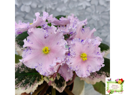 НД-Хоровод  (Н.Данилова-Суворова) 2021 г.