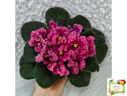 ЛФ-Дарья (Л.Федосеева) 2017 г.