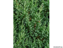 Можжевельник обыкновенный Мейер в сетке и мешковине готова к доставке - Красовский-Сад.рф
