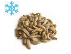 Личинки черной львинки замороженные