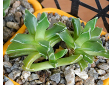 Faucaria bosscheana Duiwefontein (MG-1493.92) 1