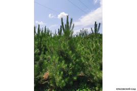 Сосна крымская черная -фото в облачный день - красовский-сад.рф