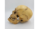 череп, человека, человеческий, скелет, зубы, кость, голова, skull, анатомия, кости, труп, черепушка