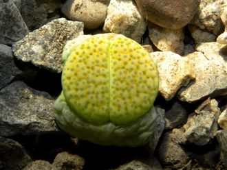 Lithops fulviceps 'aurea' C363 (D=10mm)