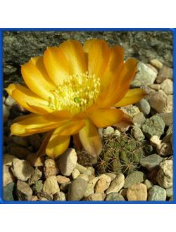 Lobivia haematantha v. kuehnrichii WR 13